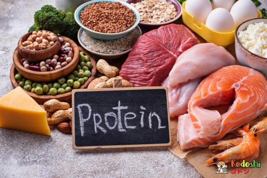 Protein đến nhiều từ nguồn động vật và thực vật