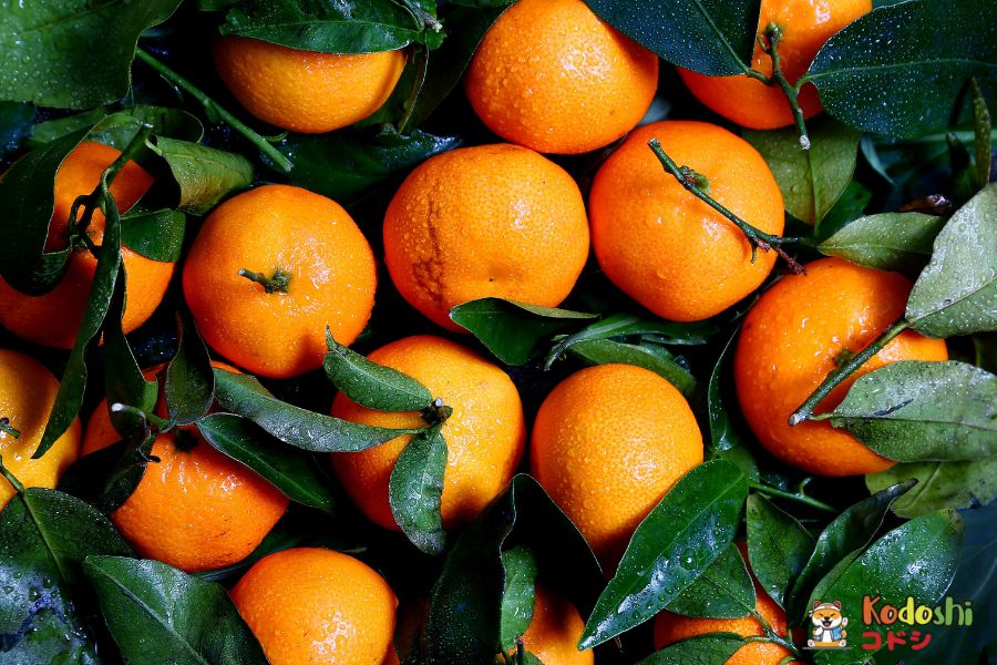 Họ cam quýt là nguồn cung cấp vitamin C cho cơ thể